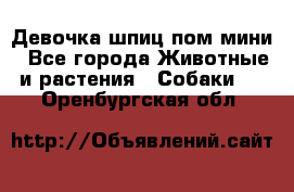 Девочка шпиц пом мини - Все города Животные и растения » Собаки   . Оренбургская обл.